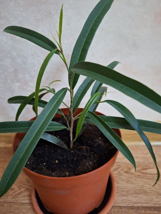 Фикус Али. Фикус Али