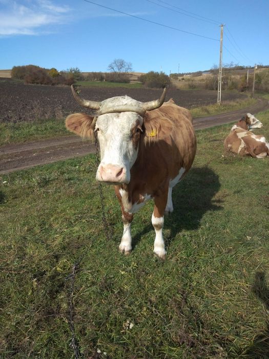 Vaca bălțată românească