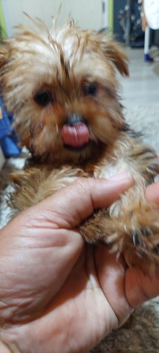 Yorkshire Terrier  mini, 3 luni