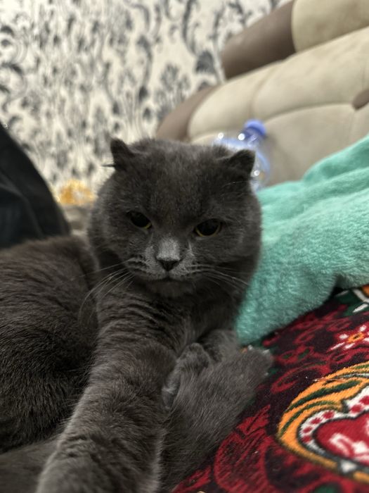 Британский вислоухий 1 еш хали хеч ким билан кушилмаган мальчик