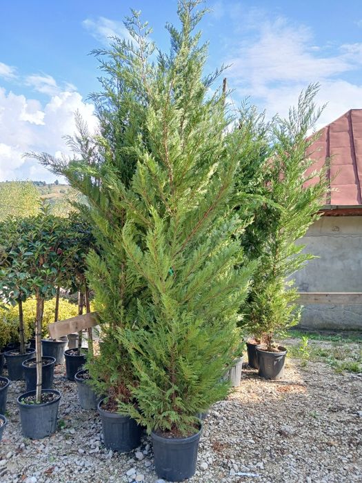 Tuia leylandi gard veșnic verde