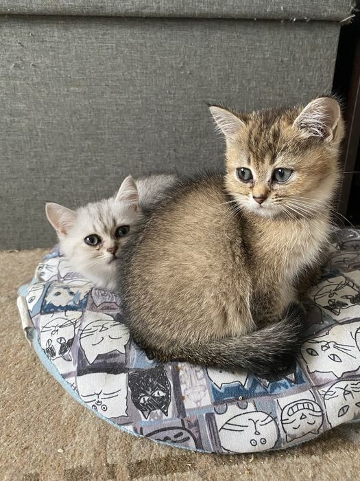 Британски късокосмести котета