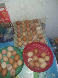 Vând ouă de țară găină și rata lesească