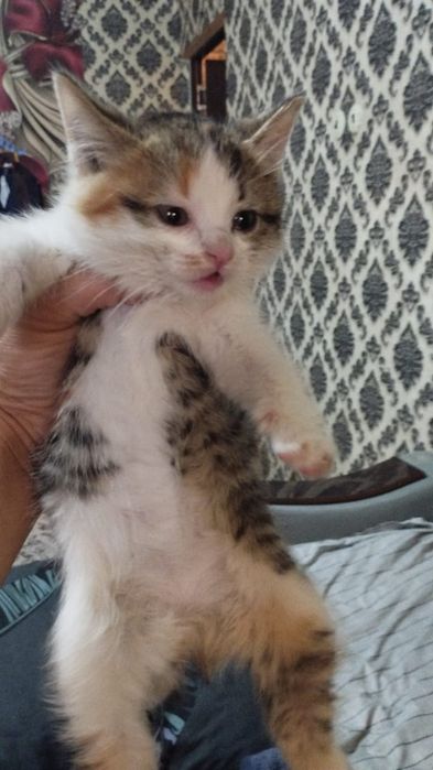 Котята 1.5 месяца