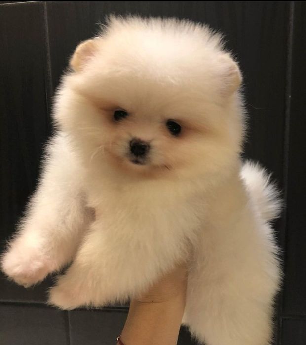 Куколки готовы к переезду