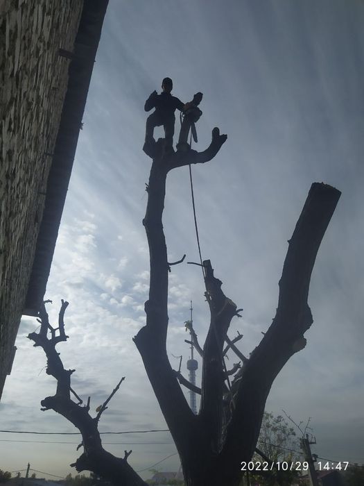 Daraxt kesish va Aralash xizmati