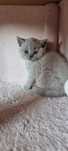 British shorthair lila