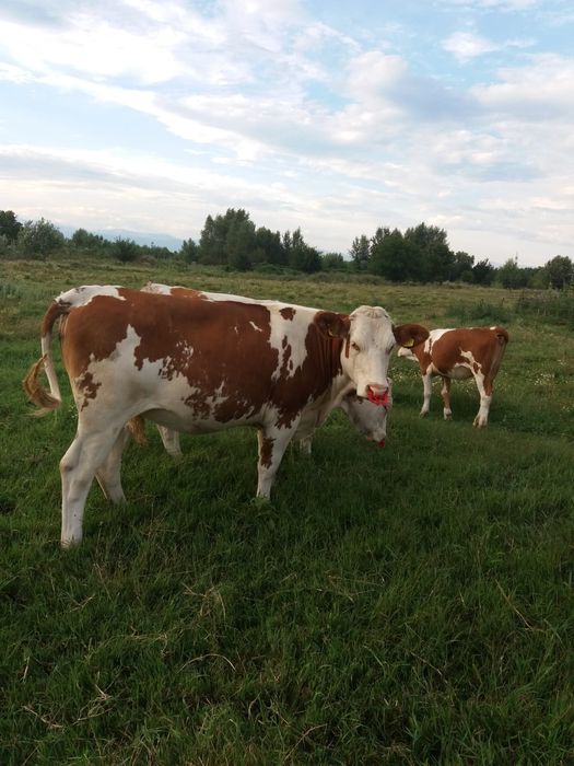 Vând vaci Bălțată Românească