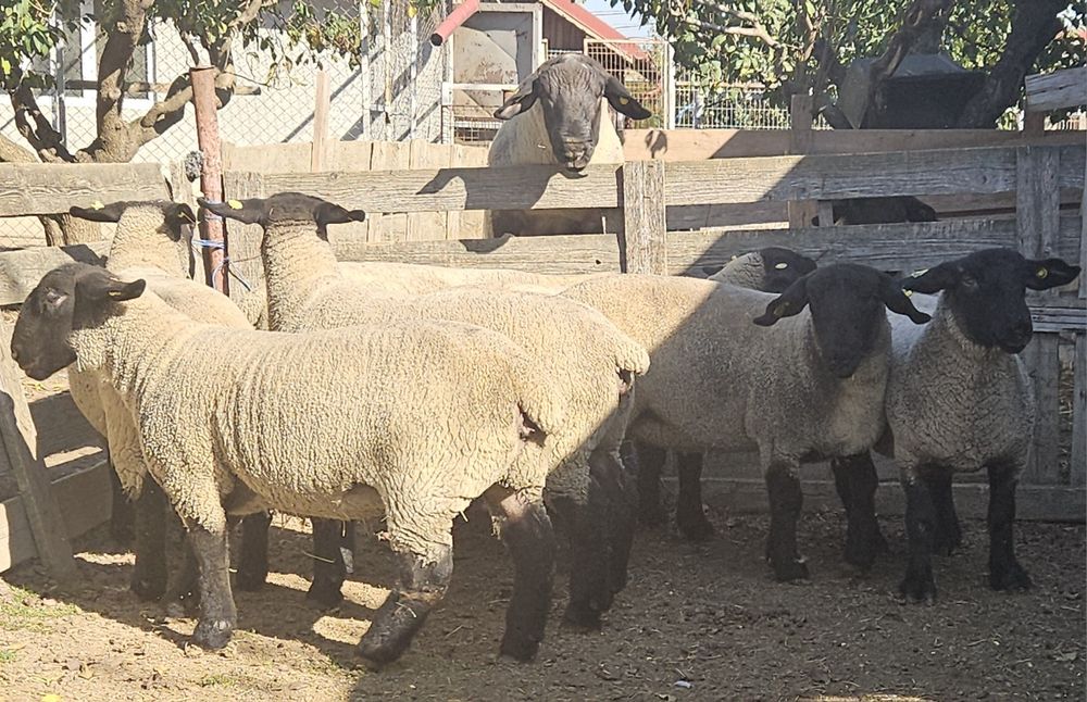 Suffolk berbec adult originar Irlanda, berbeci și mieluțe