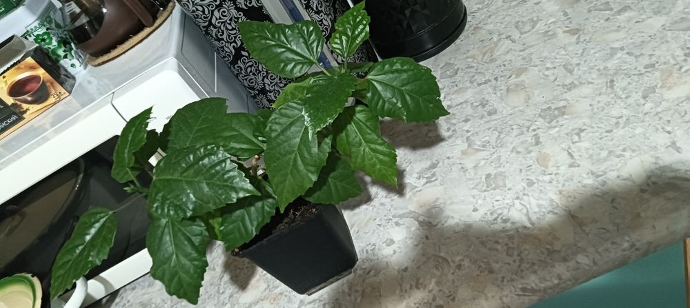 Продам цветы комнатные