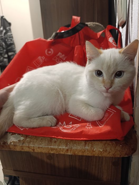 Отдам кошечку белую