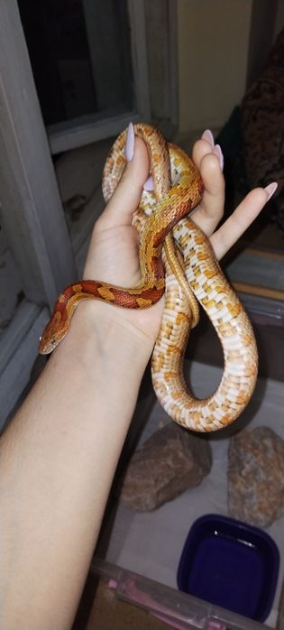 Продаю, своя змея, маисовый полоз