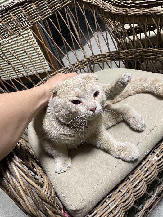 кошка scotish fold