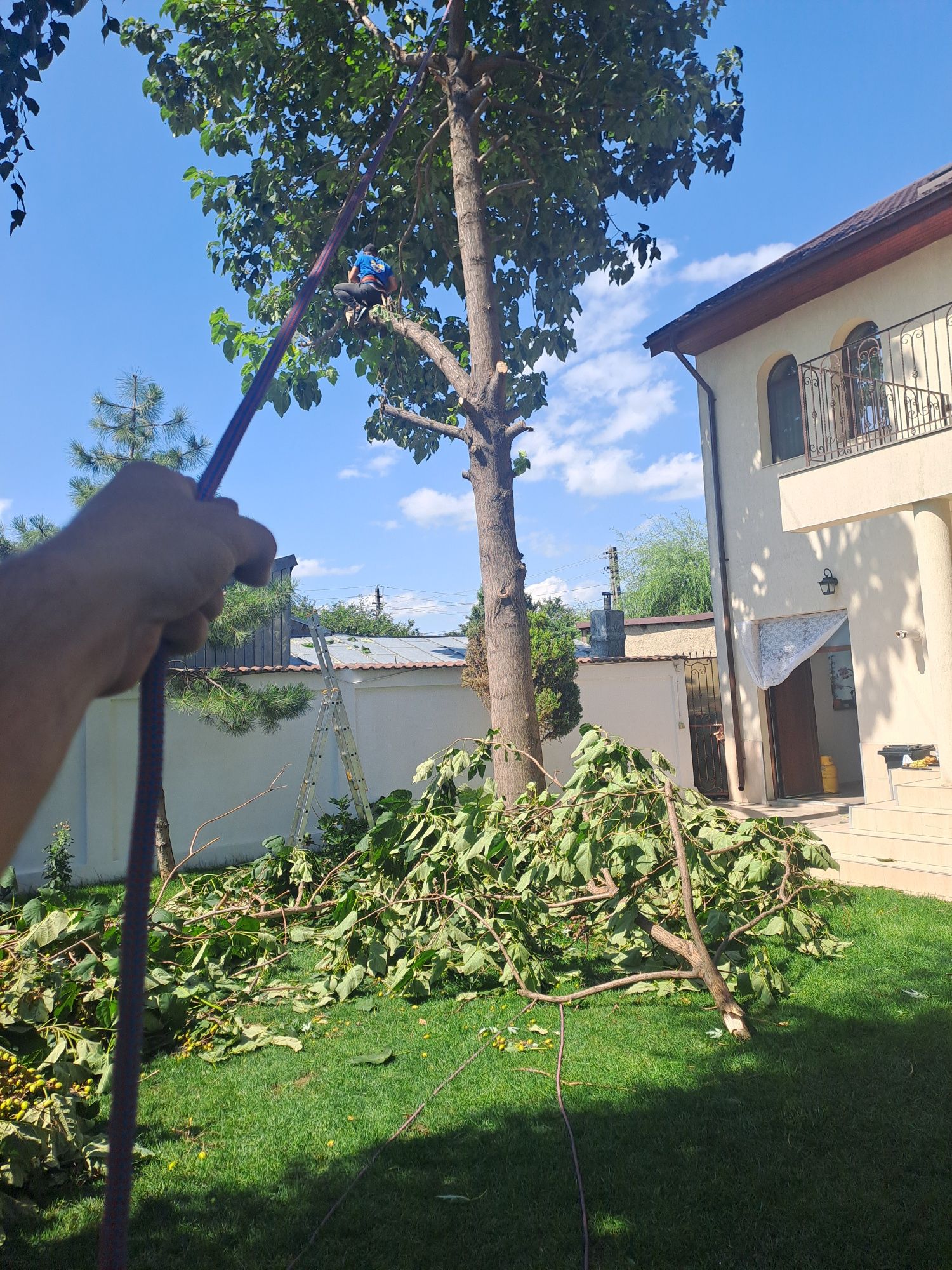 Tăiere/Toaletare Arbori/Interventi Non Stop.