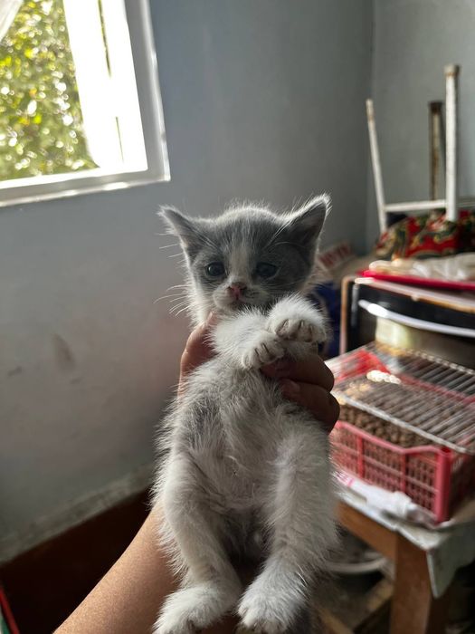 2oylikdan oshgan Scottish fold