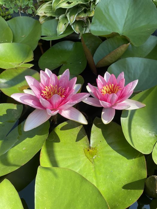 Buturugă din lemn de Fag ;Ghiveci mare Salbă argintie;;nuferi;glicină