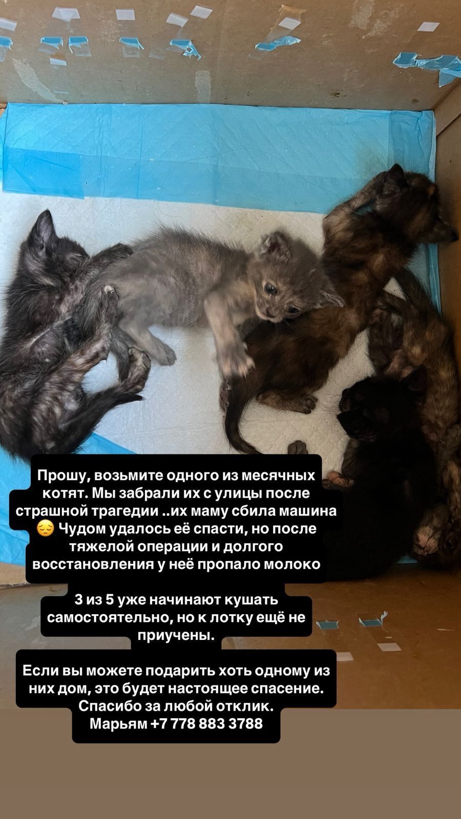 Котёнок возраст 1 месяц