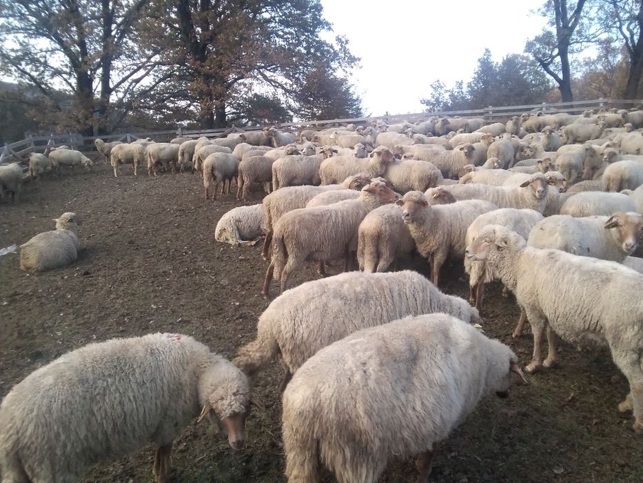 Oi țigaie de vănzare