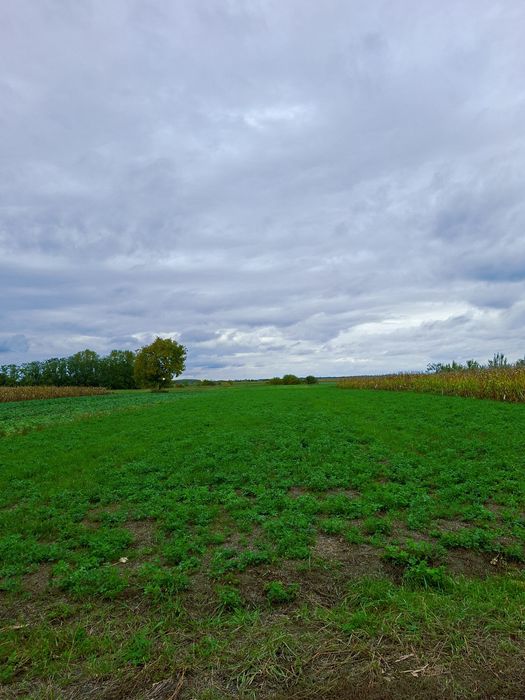 Teren intravila traian