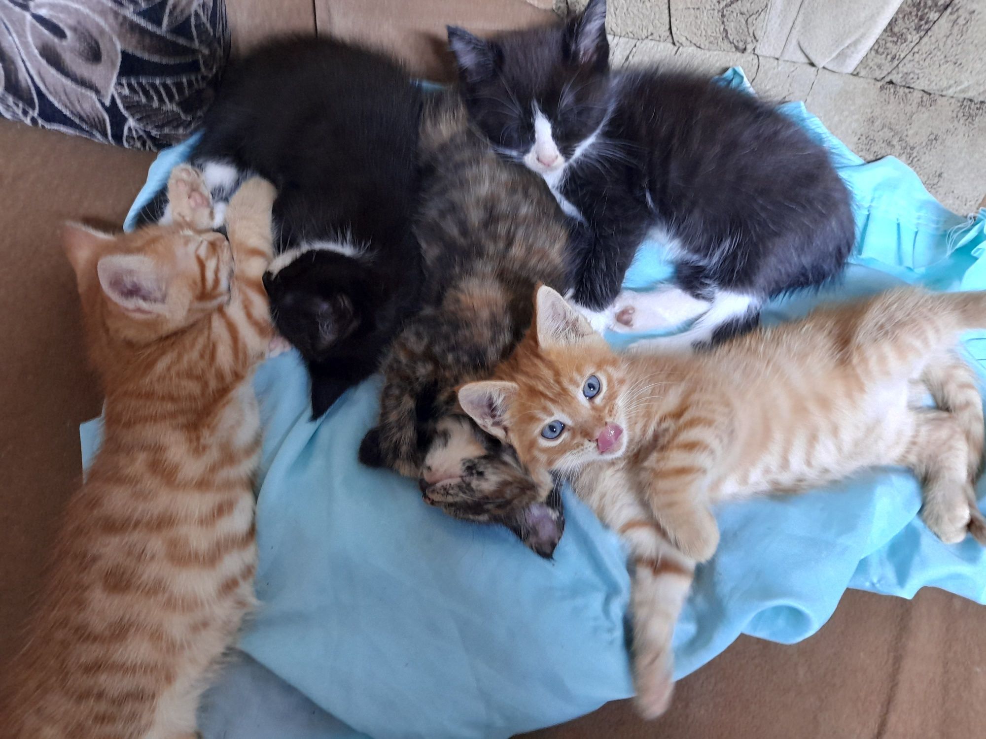 Котята Мэйн Кун.