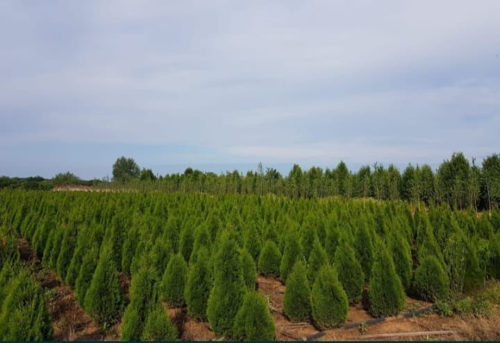 Vand si montez gazon rulou si plante ornamentale