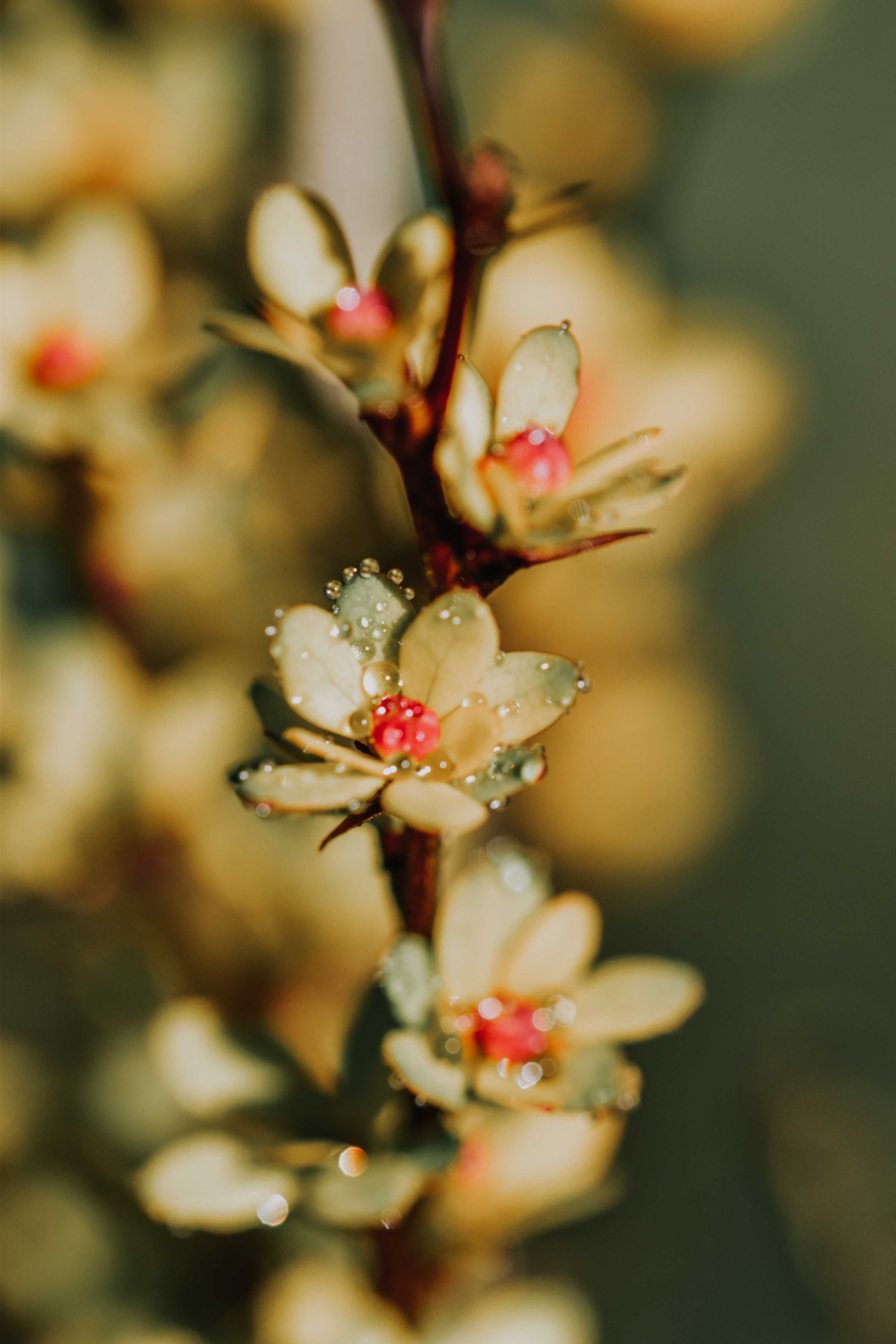 Семена от манука (Leptospermum scoparium)