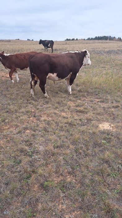 Продам быка 2,6 месяцев,порода Ақ бас.Спокойный,потенциал отличный.