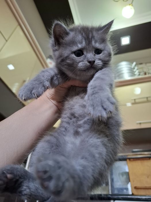 Котята на продажу