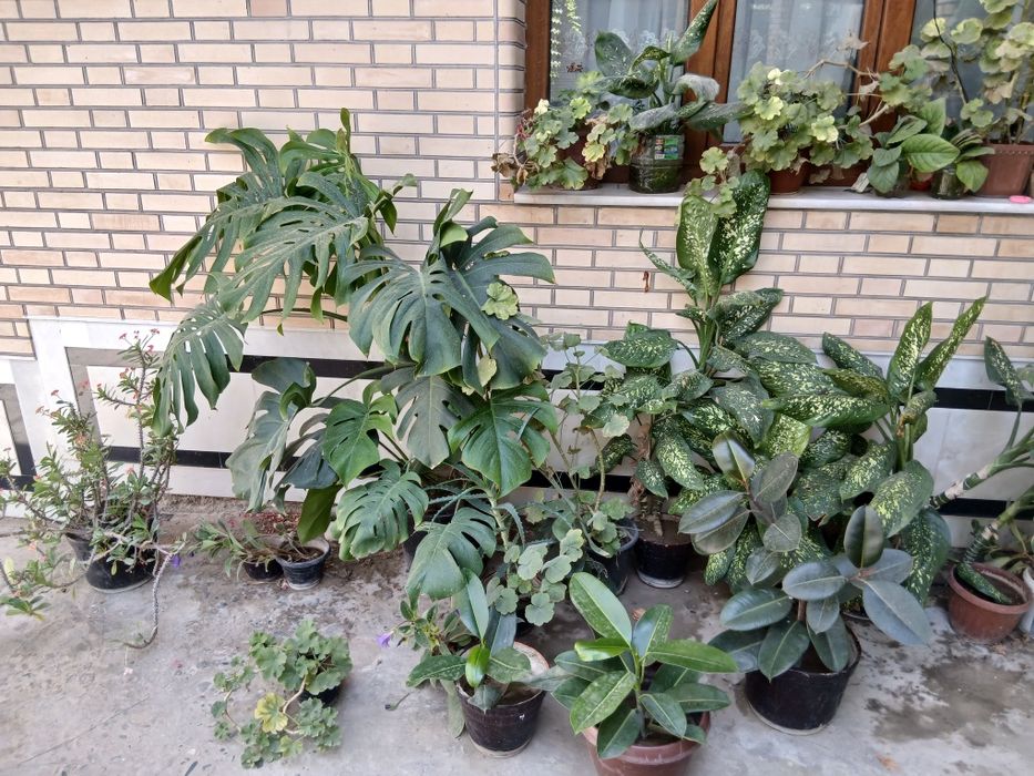 Продаются комнатные и офисные цветы ...