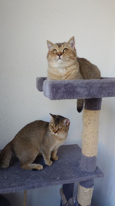 Pisică british shorthair cu pedigree