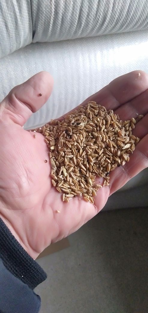 Продам пшеницу мешками
