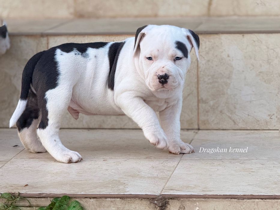 Amstaff rasă pură cu pedigree