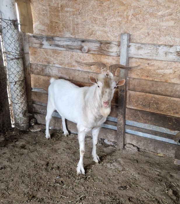 Vând țap rasa Saanen