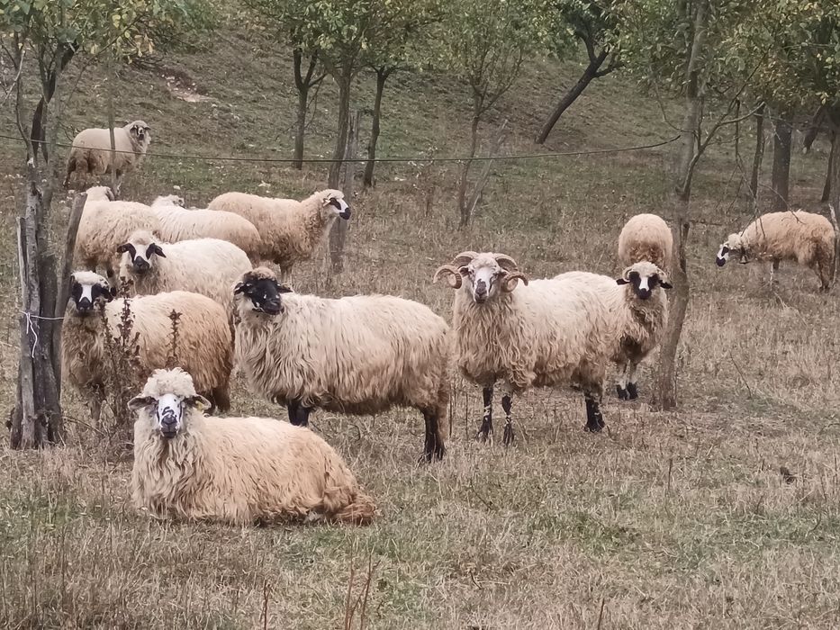 Oi de  rasa vânzare