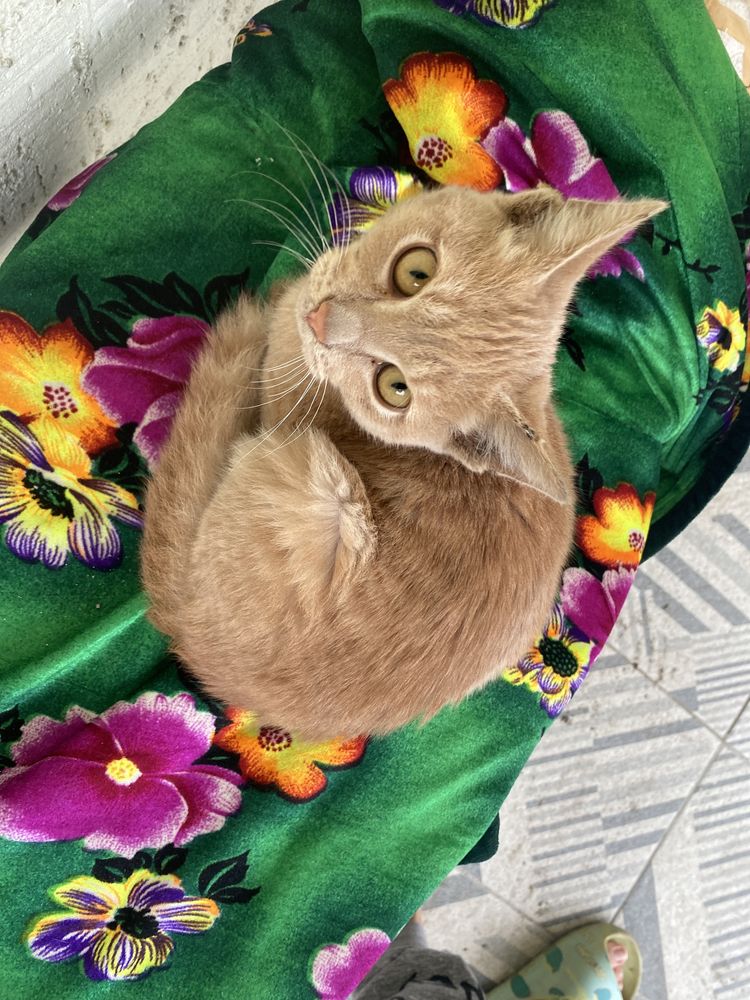 Бездомный Котенок Помощь животному
