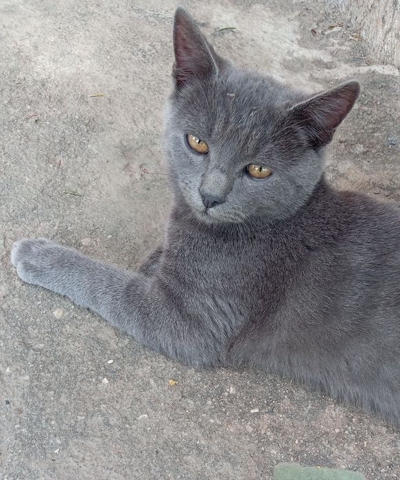 Продавам котарак британец на 10 месеца ваксиниран не е кастриран