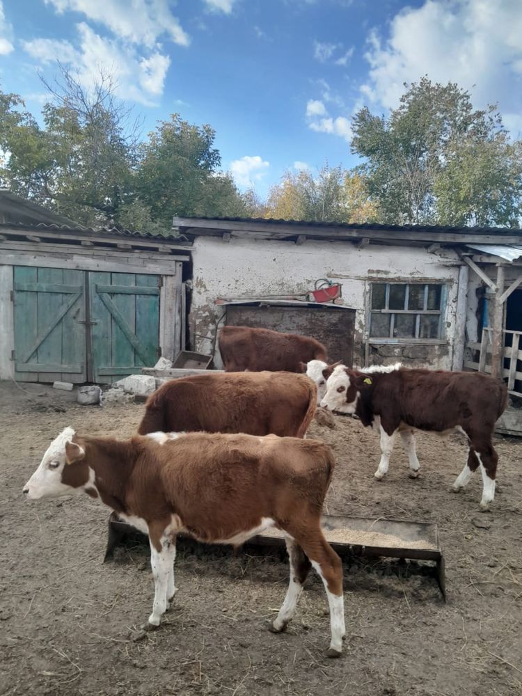 ПРОДАМ 4 Бычка и  1 телочку ОТ 5 до 7 мес