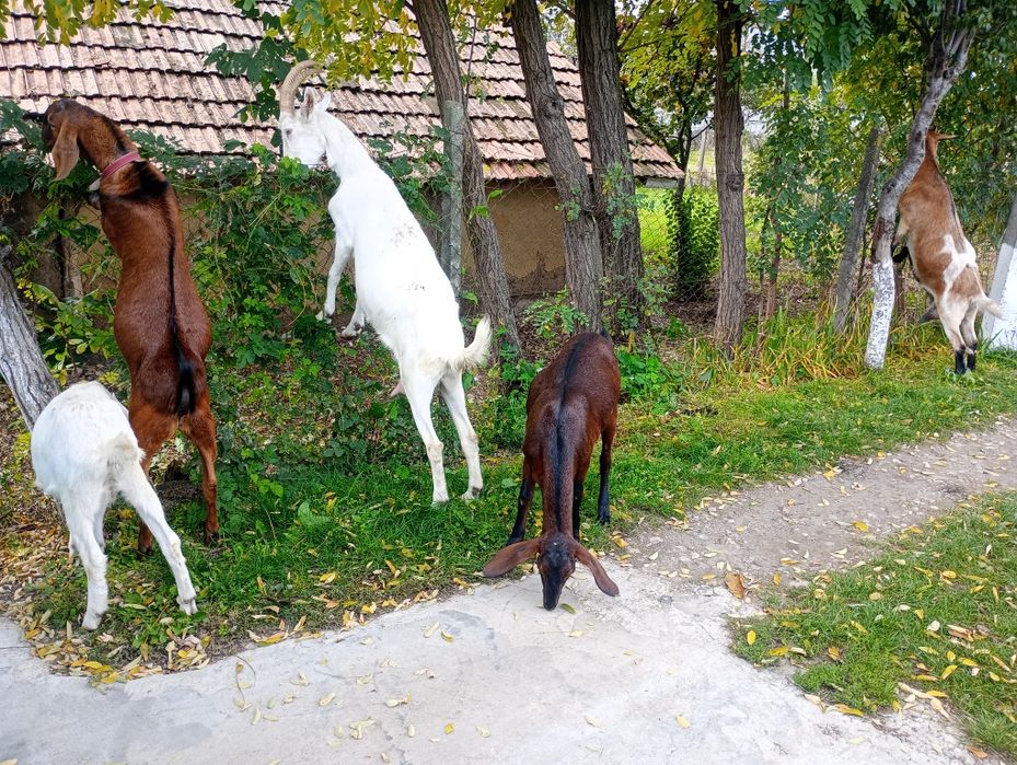 Vând tapisor anglonubian și o iada sannen montata