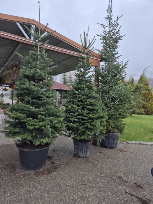 brazi argintii si normandian pentru craciun