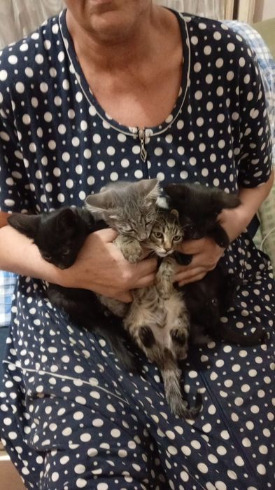 Котята бесплатно