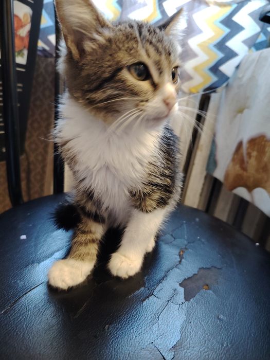 Котенок девочка 2 мес