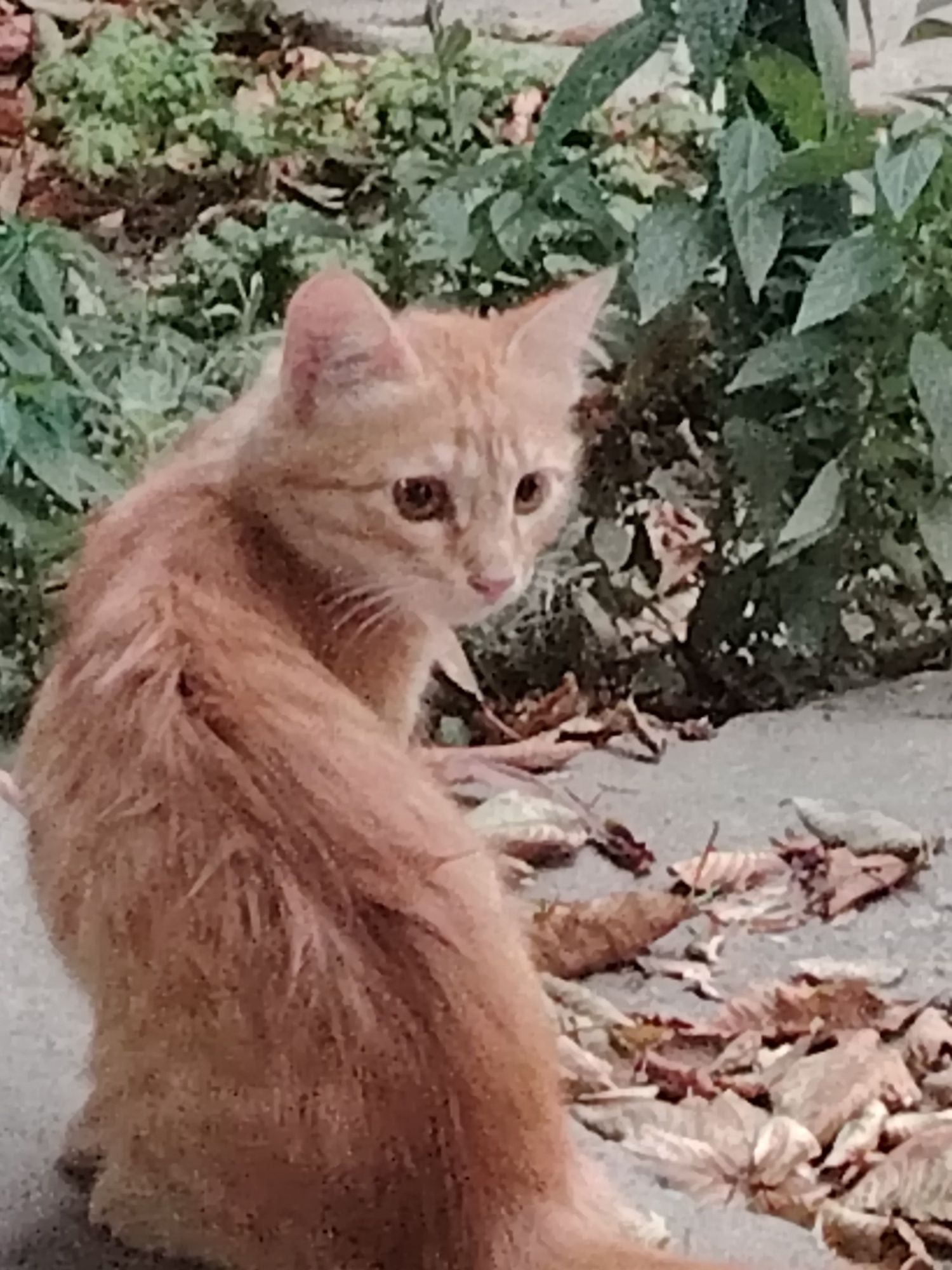 Котята и кошки бесплатно в добрые руки