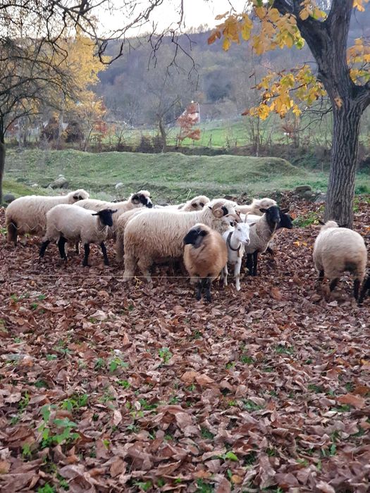 Oi suffolk si turcane