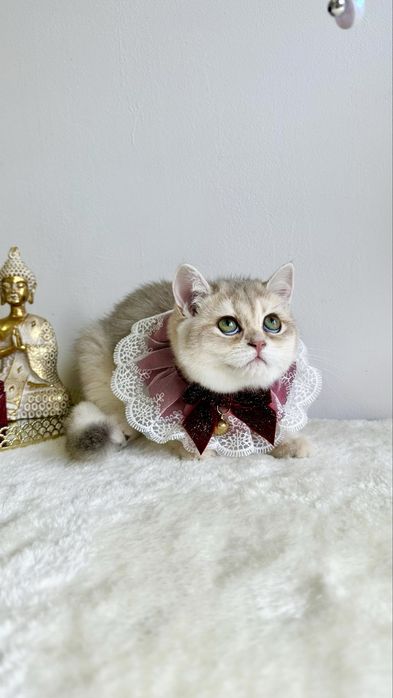 Fetita British Shorthair Chinchilla Blue Golden - Pedigree