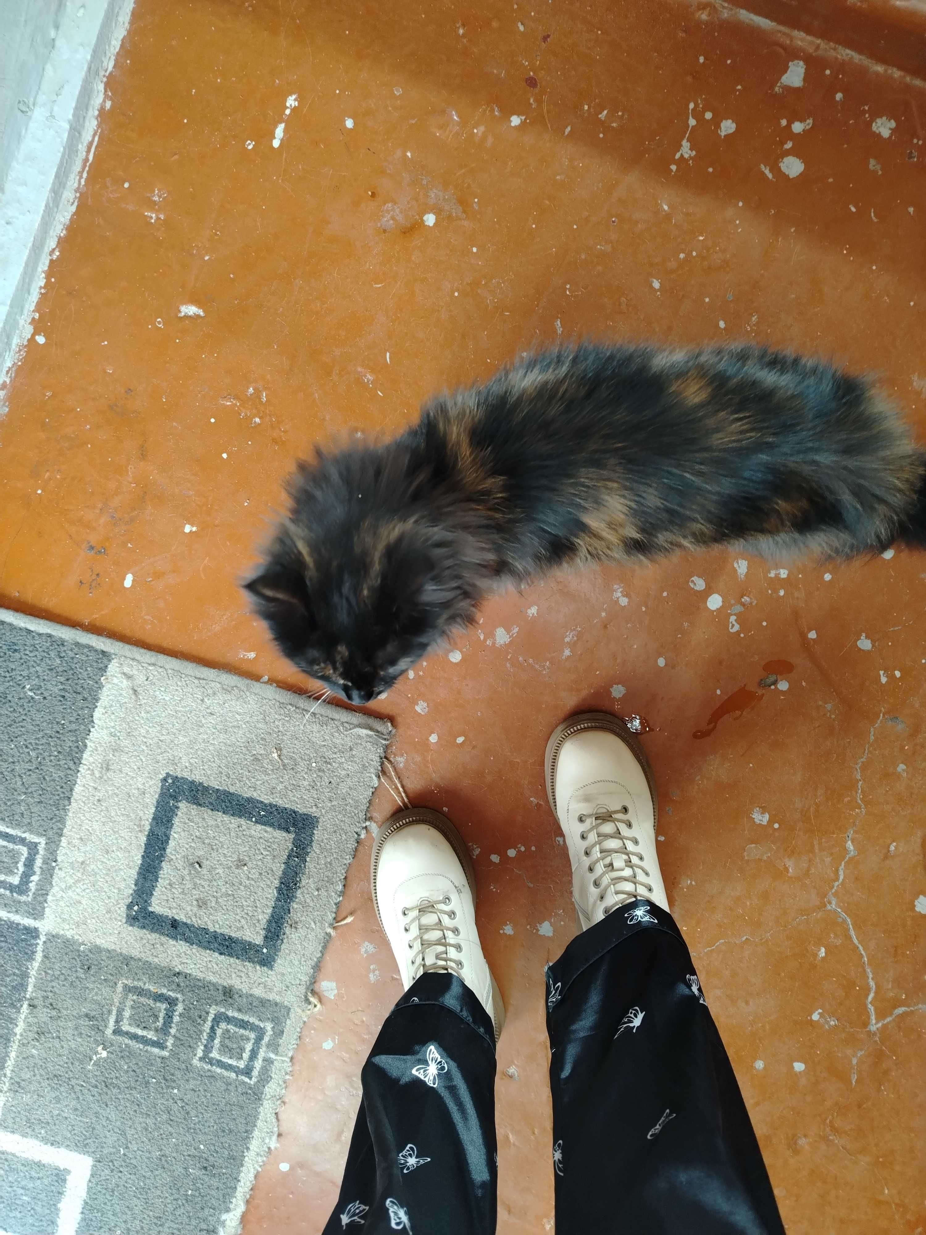 Кошку в добрые руки
