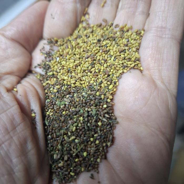 Pomi fructiferi:Ciresi.Alun.Nuc.Prun.Castan.Mar.Seminte Gizdei+Lucerna