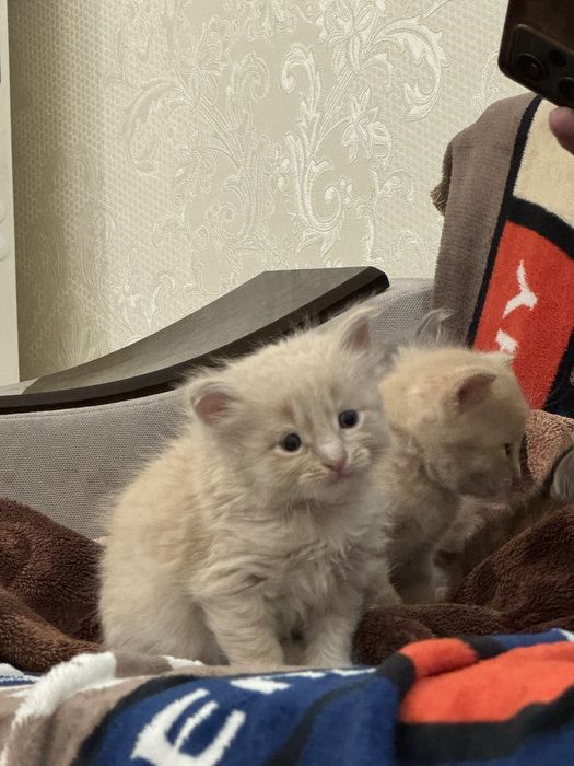 Марғау 7         .