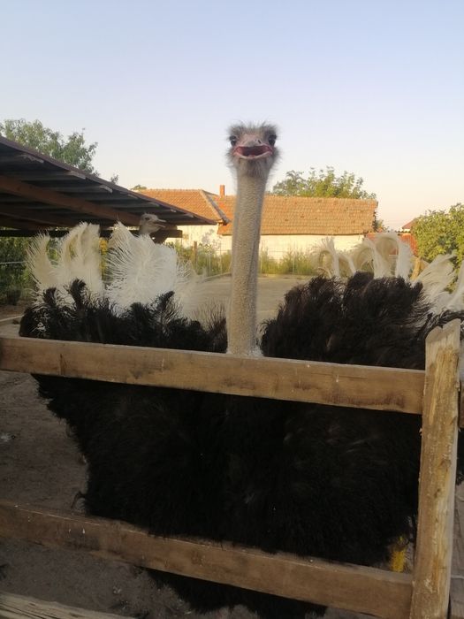 Vând familie reproducătoare!!