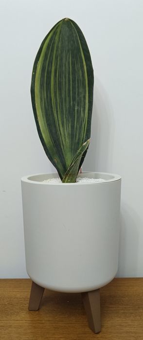 Сансевьерия (в том числе Парус, Торнадо и другие) — растение, которое