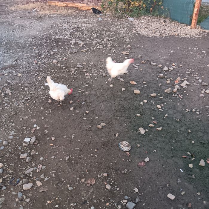 Gaini La Bresse de vanzare